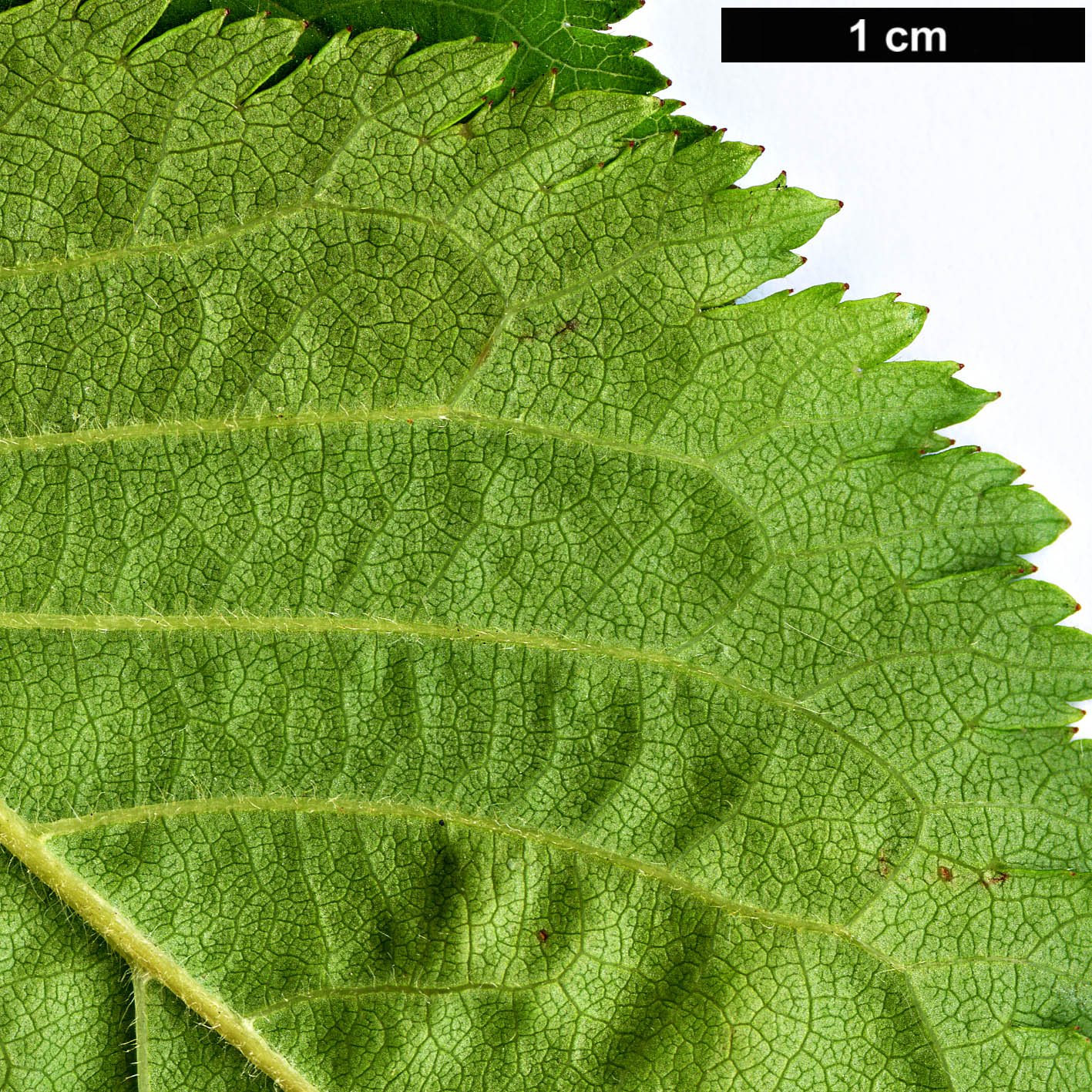 High resolution image: Family: Rosaceae - Genus: Prunus - Taxon: nipponica - SpeciesSub: var. kurilensis
